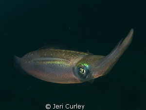About 5-6 squid hung out under Blue Heron Bridge while I ... by Jeri Curley 